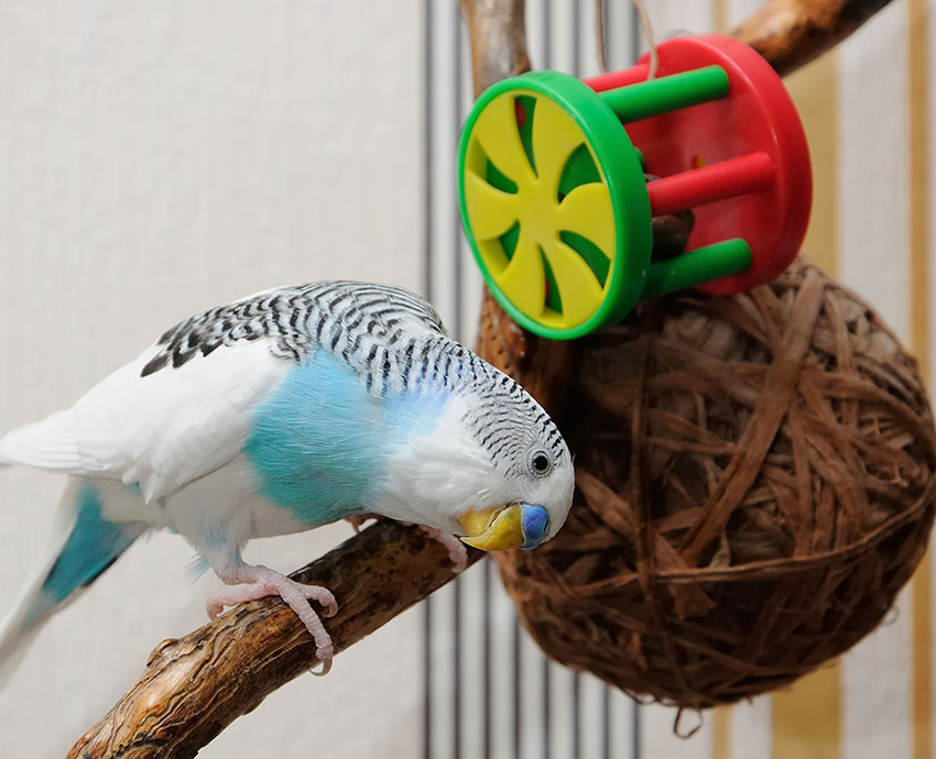 budgie_toys_for_cage