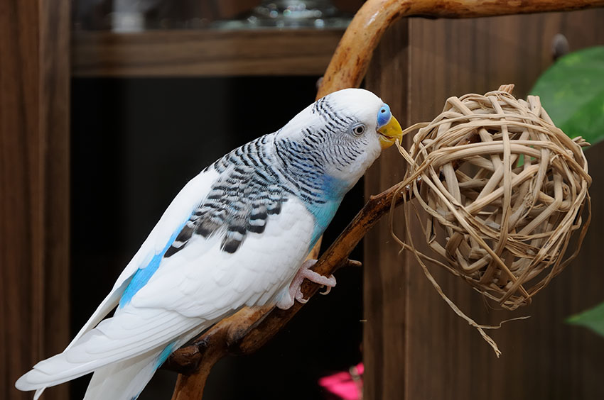 Nid d'élevage en corde de coton pour perruches, calopsittes, conures,  canaris, inséparables et petits perroquets