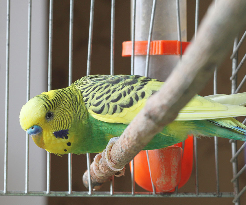 Budgie water dispenser