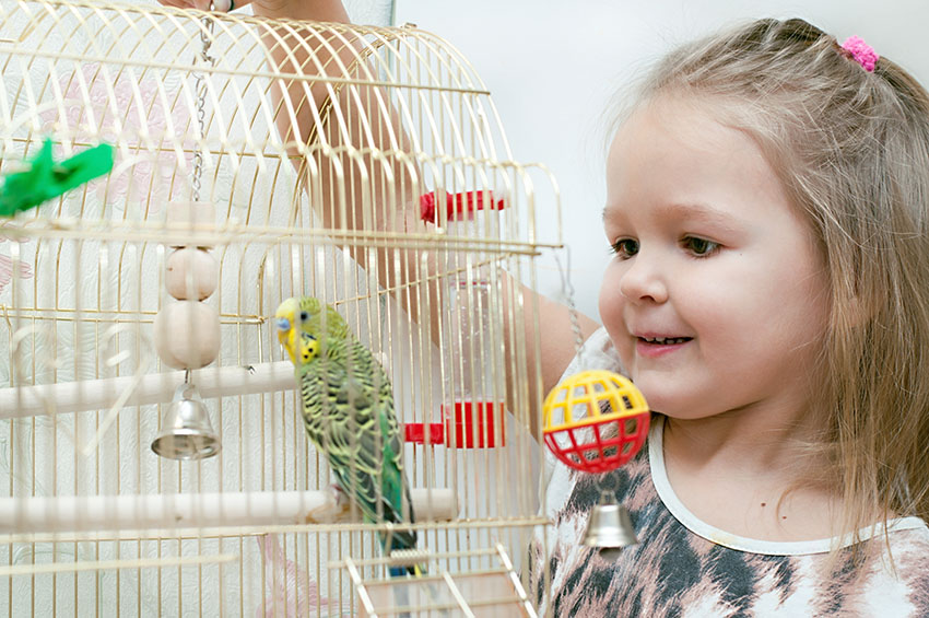 young girl with a budgie