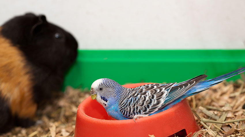budgie with guinea pig