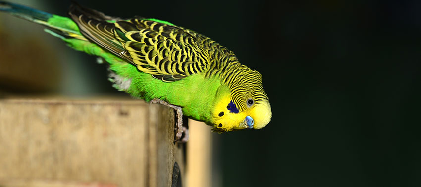 budgie with head down