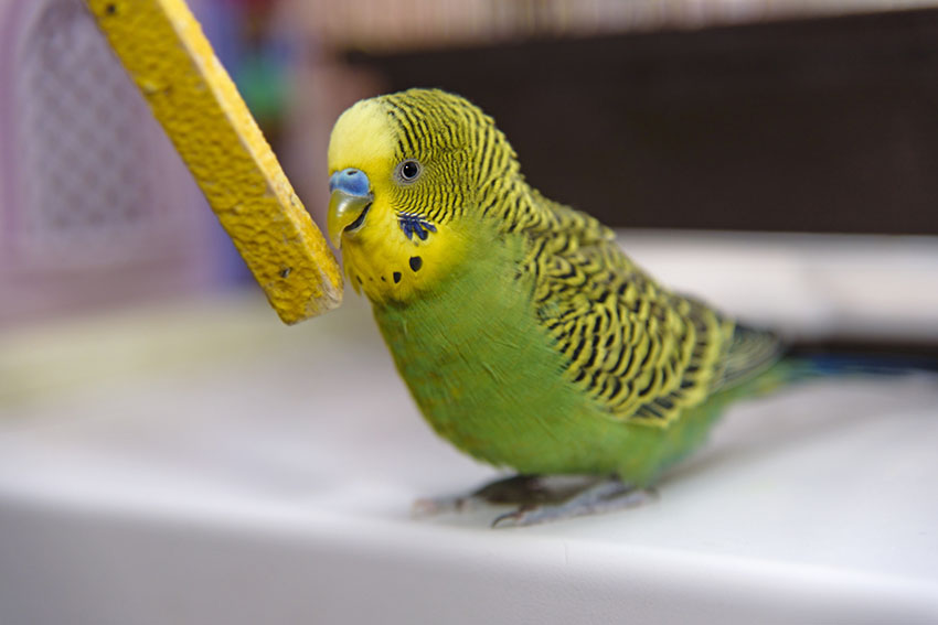 budgie with stick toy