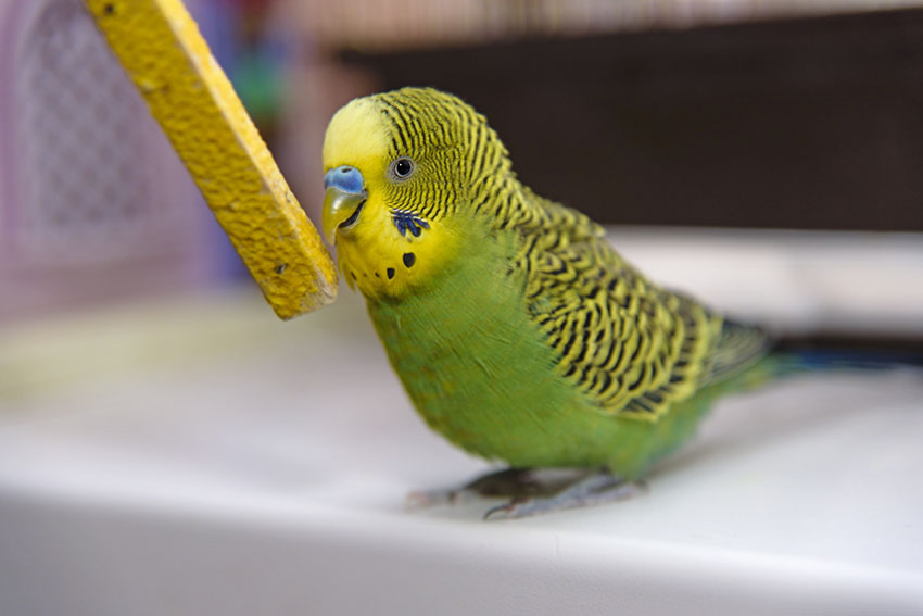 Entraînement d'oiseaux en bois jeu d'alimentation balançoire