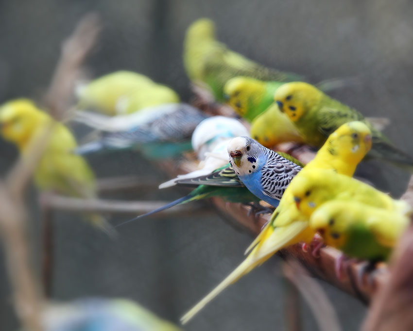 budgies crowding on a perch