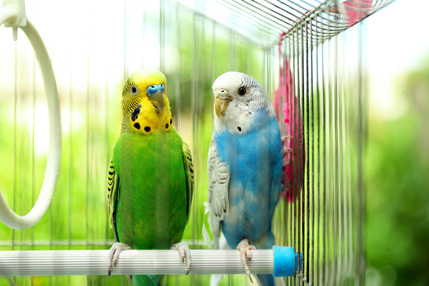 budgies of different colours