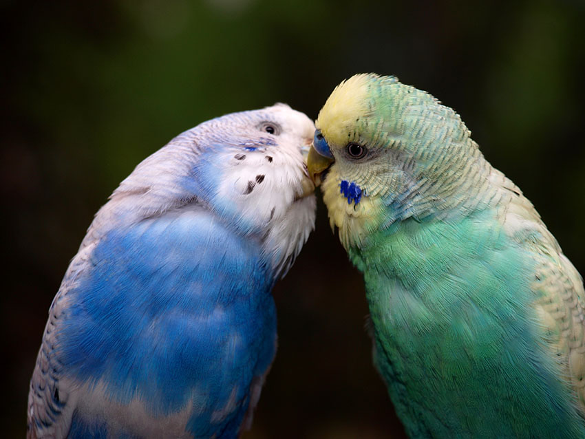 budgies feeding each other