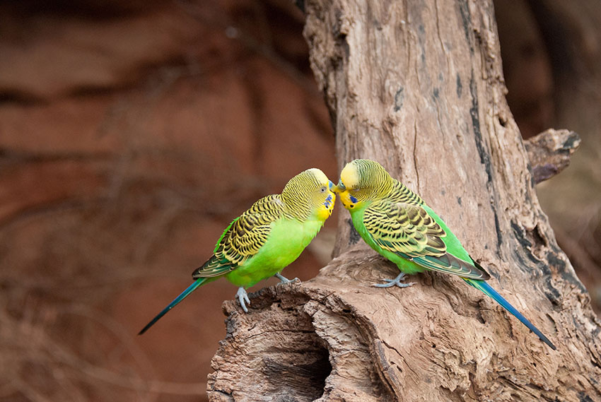 Budgies in their native Australia