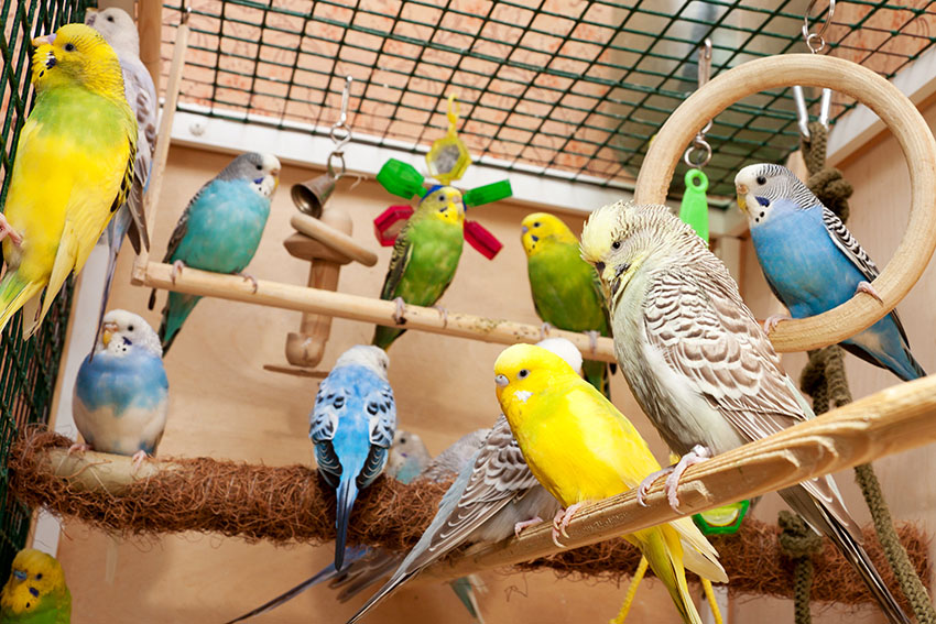 Budgies in a cage with accessories