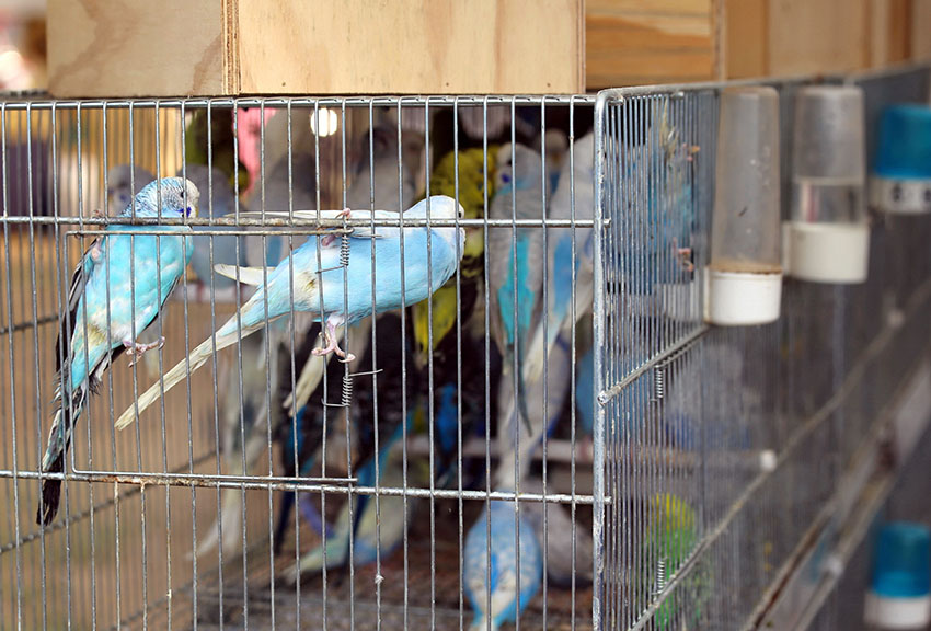 budgies in cages