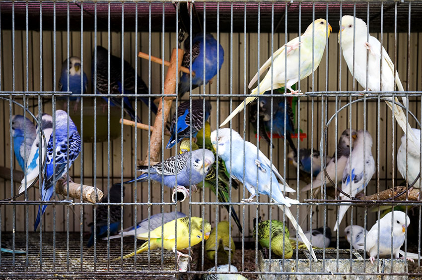 Budgies in a pet shop