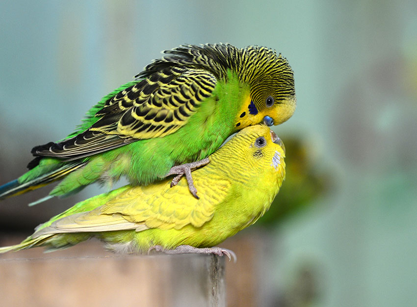 budgies_mating