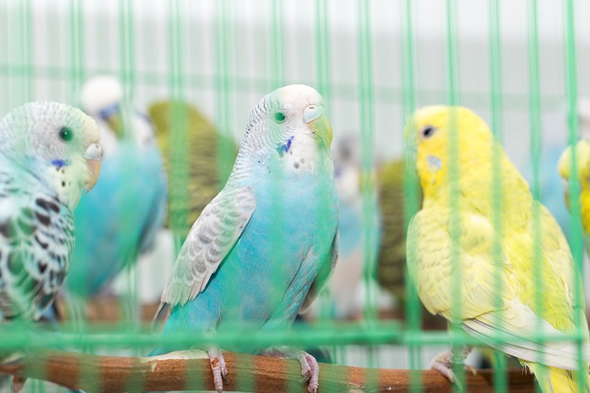 Budgies together in cages