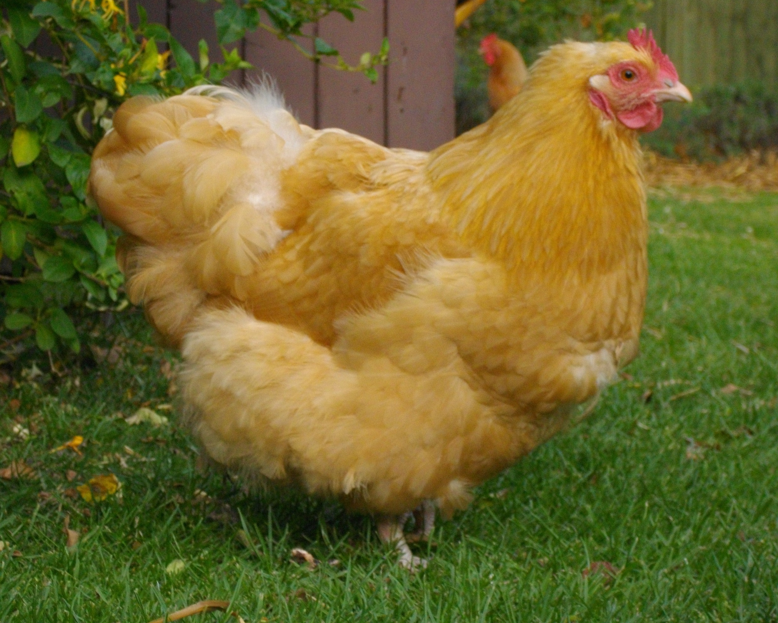 Orpington For Sale | Poules | Informations sur les races | Omlet
