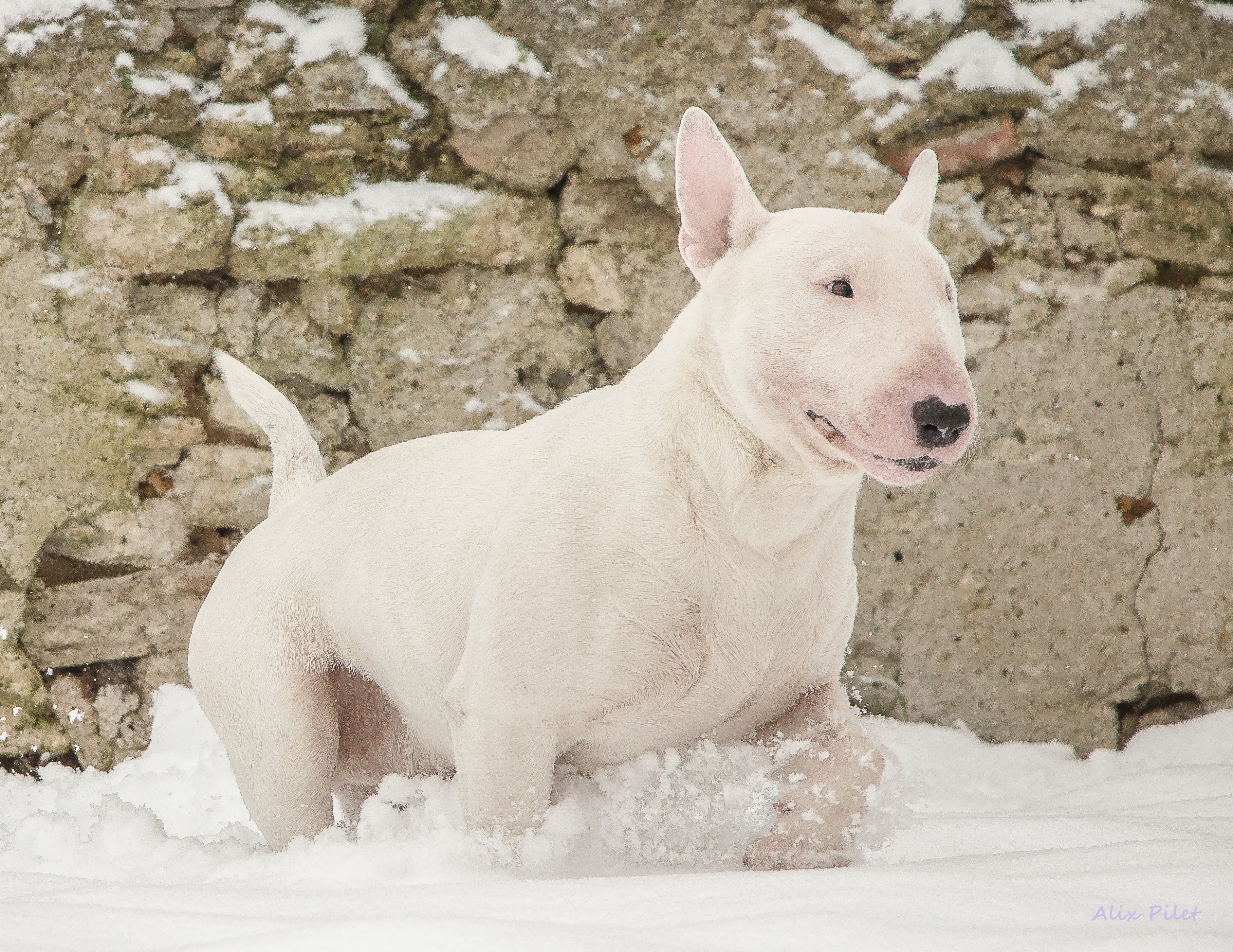 Bull Terrier Chiens Informations Sur Les Races Omlet