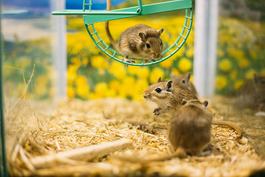 buying gerbils