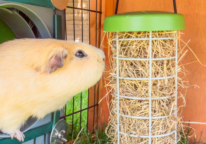 A woman filling the caddi guinea pig feeder with fresh food next to an Eglu Go guinea pig hutch and run