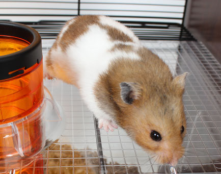 cage-qute