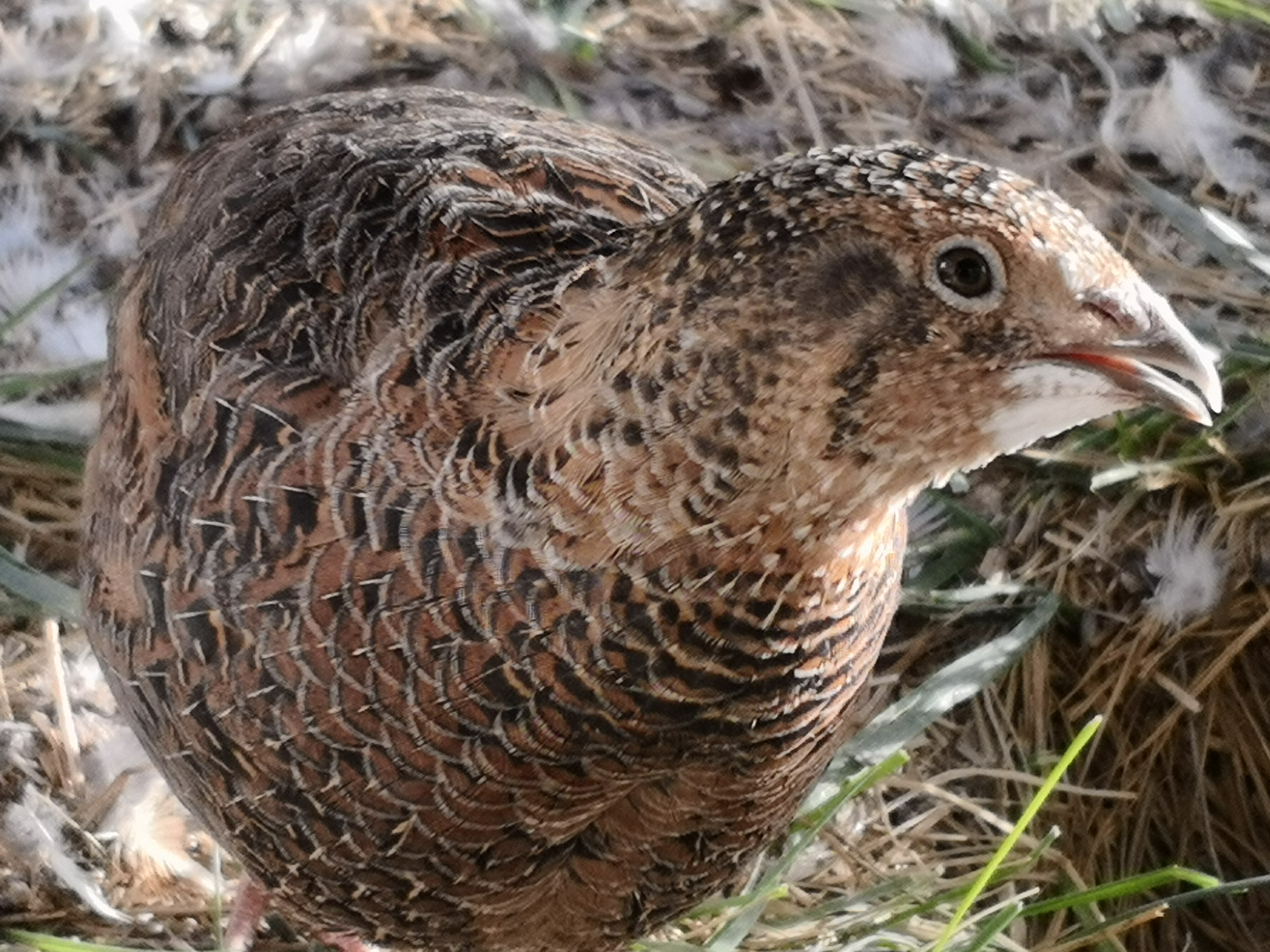 Cailles Guides Omlet France
