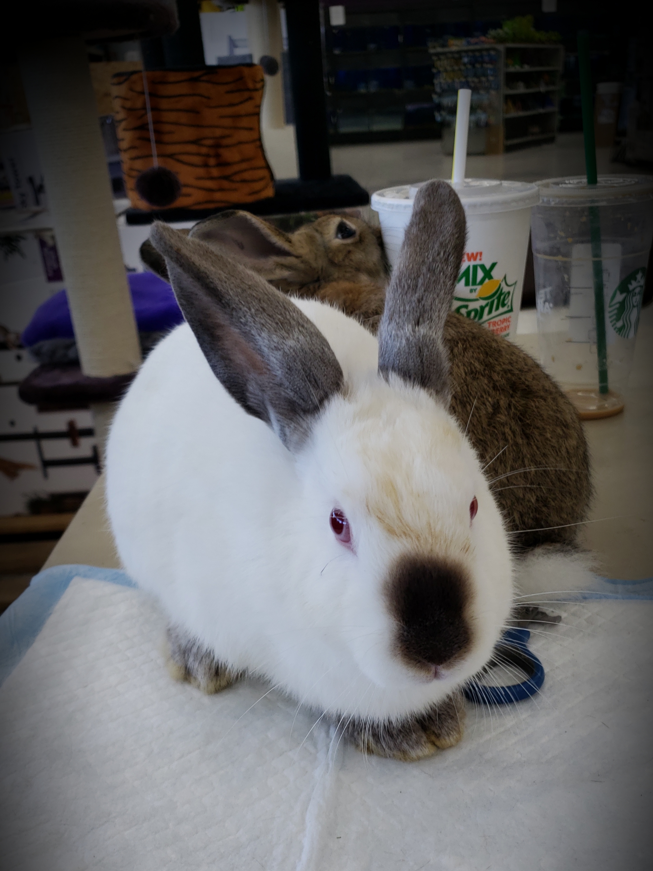 Californien For Sale | Lapins | Informations sur les races | Omlet