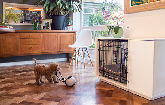 caniche-qui-joue-devant-la-niche-interieur-omlet-fido-nook