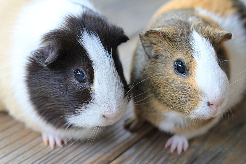 carefully selected guinea pigs