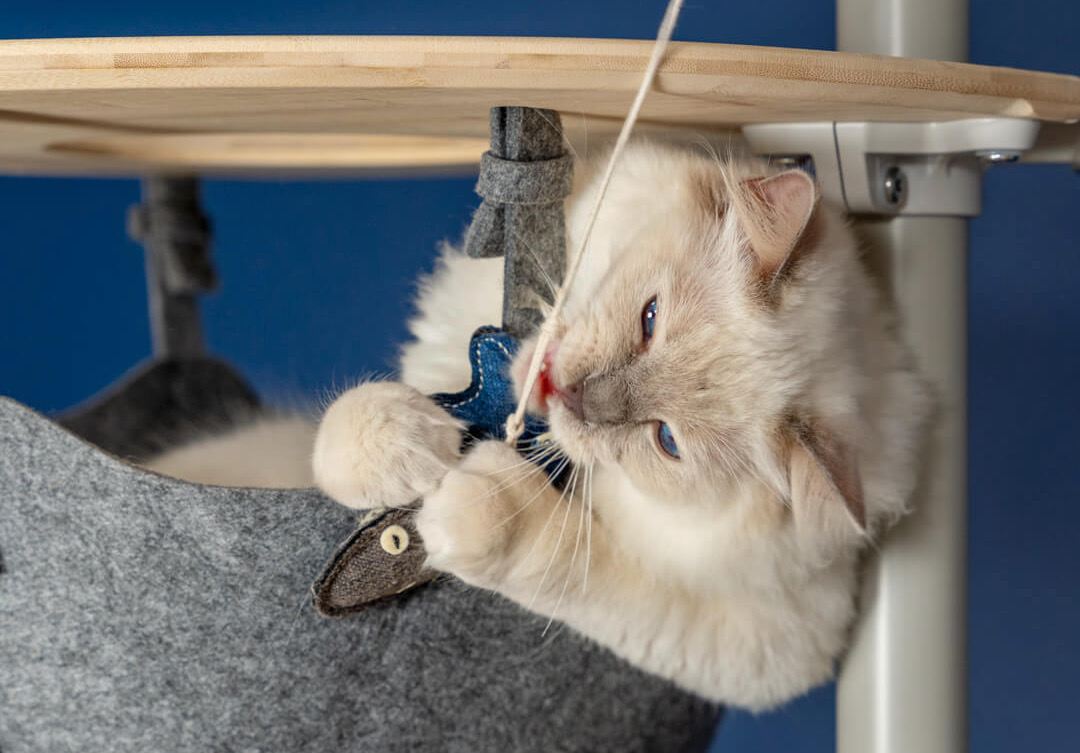 Chat blanc qui joue avec un jouet pour chat en forme de poisson