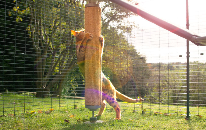 Chat qui joue dans sa cage avec un griffoir en sisal remplaçable pour l’arbre à chat d’extérieur Freestyle
