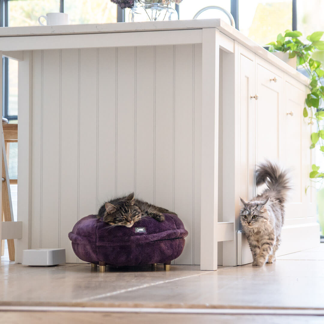 Cats in a kitchen, one of them sleeping in a Fig Purple soft maya donut cat bed