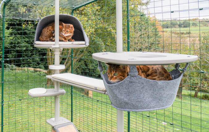 Chat qui joue dans son arbre à chat d’extérieur Freestyle dans son enclos