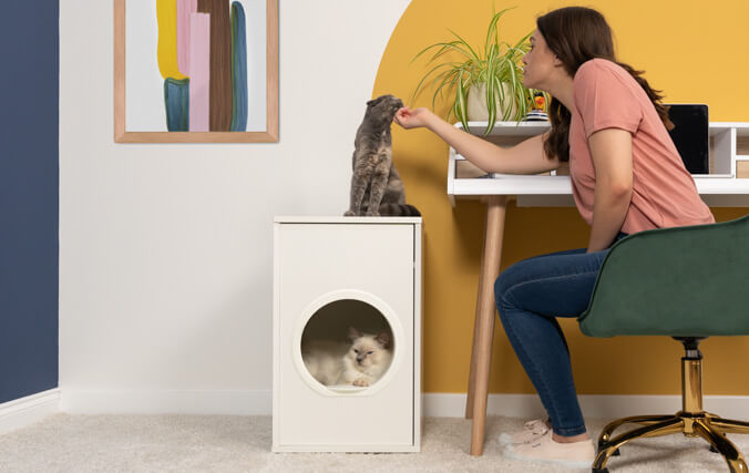 Un chat blanc dans une niche et un chat gris sur le dessus en train de faire ses griffes