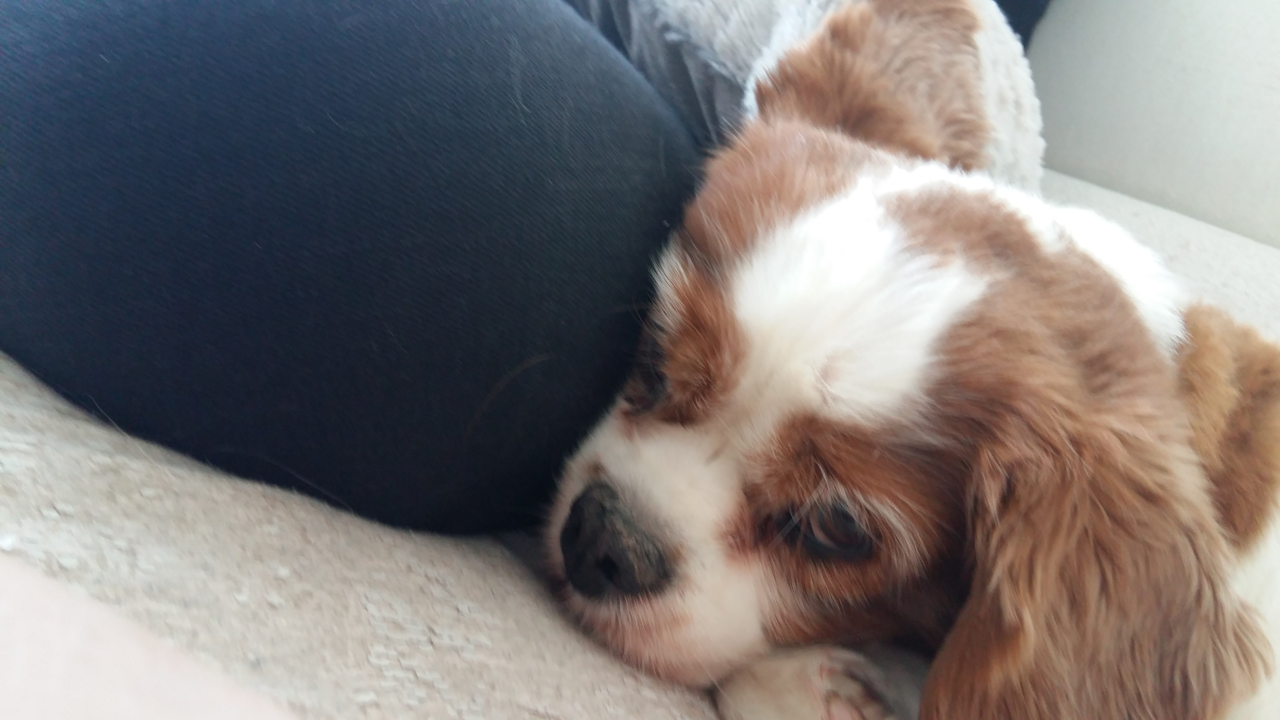 Cavalier King Charles Spaniel Chiens Informations Sur