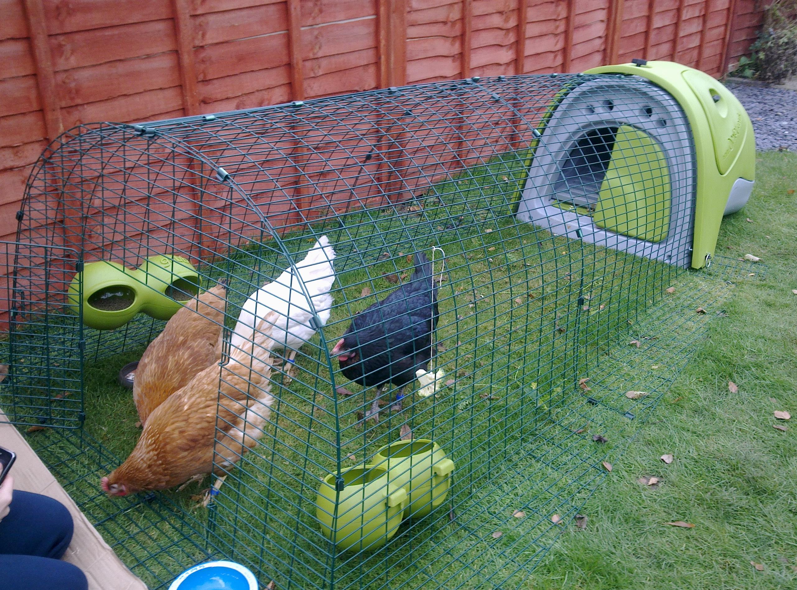 Les poules de Sam Mundy ont beaucoup d'espace dans le jardin avec un Poulailler Eglu Classic et son enclos