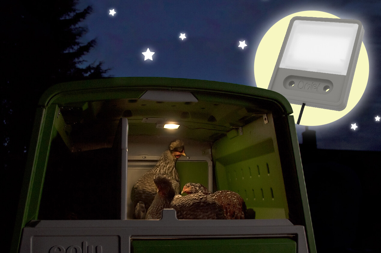 L’ingénieuse Lampe de Poulailler s’allume avant que la Porte Automatique ne se ferme afin de prévenir vos poules qu’il est temps d’aller au lit ! 