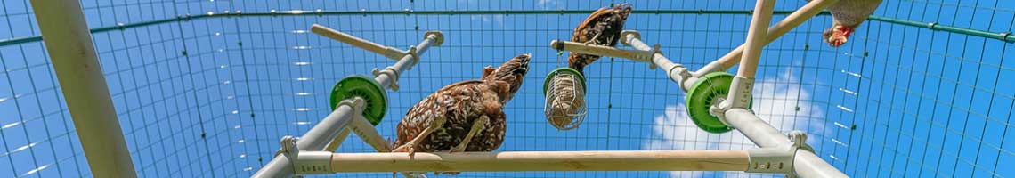 poules perchées dans le système de perchoir à poules poletree