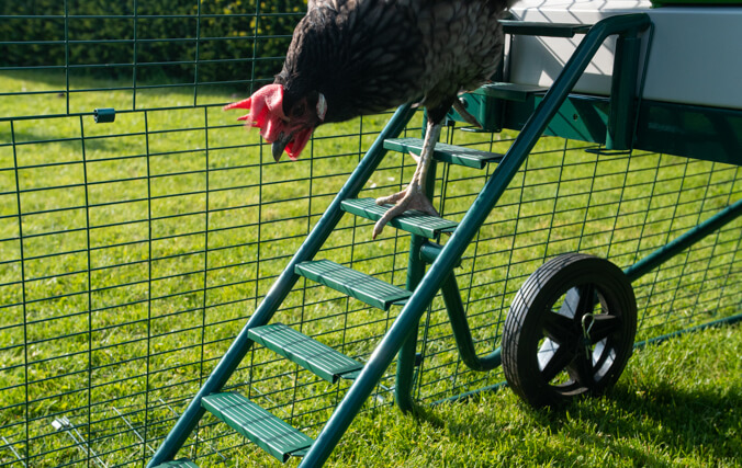 Une poule descend la nouvelle échelle du poulailler mobile sur roues Eglu Go UP équipée de grips antidérapantes