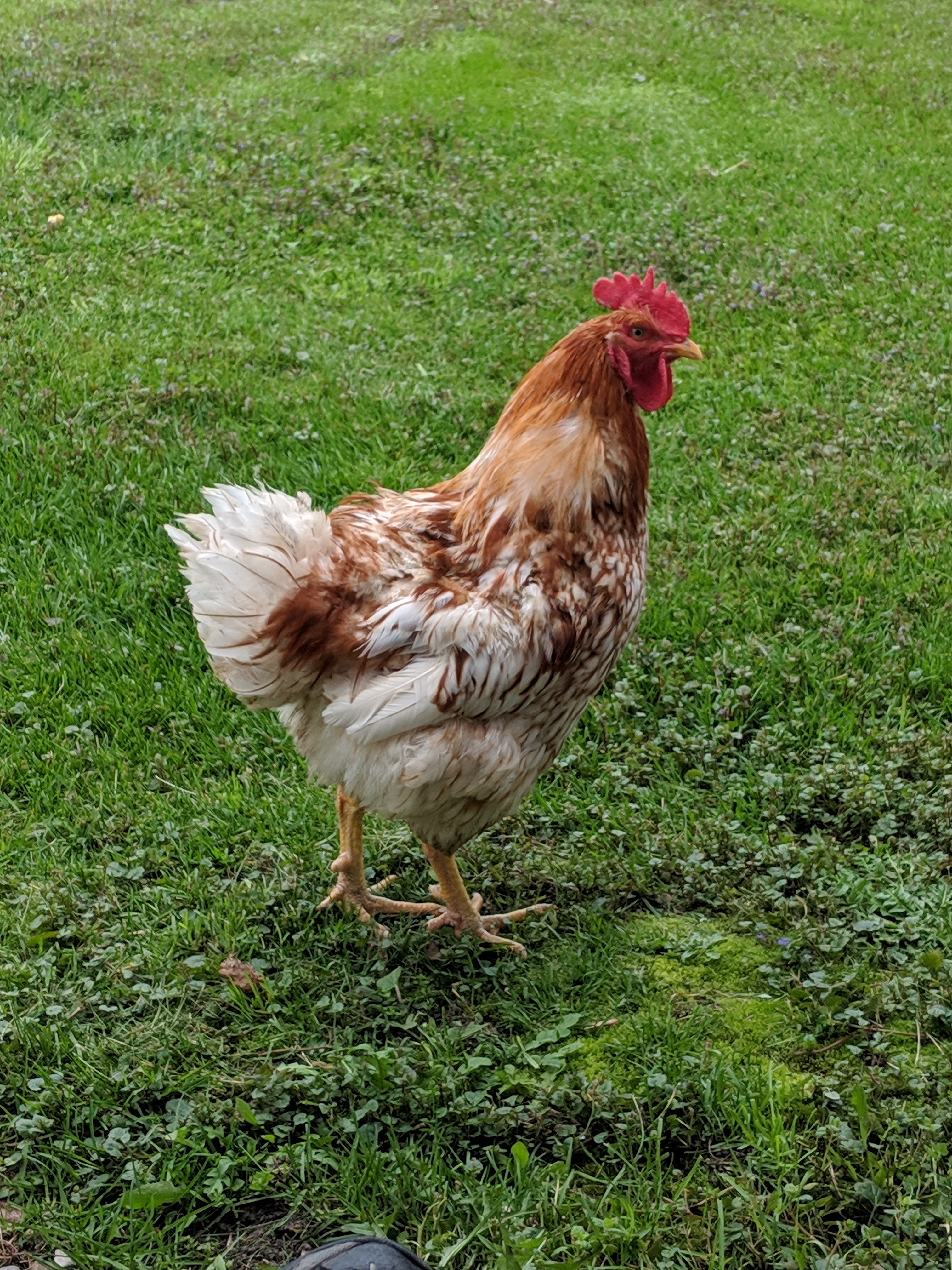 Apprenez à Communiquer Comme Les Poules A Propos Des Poules