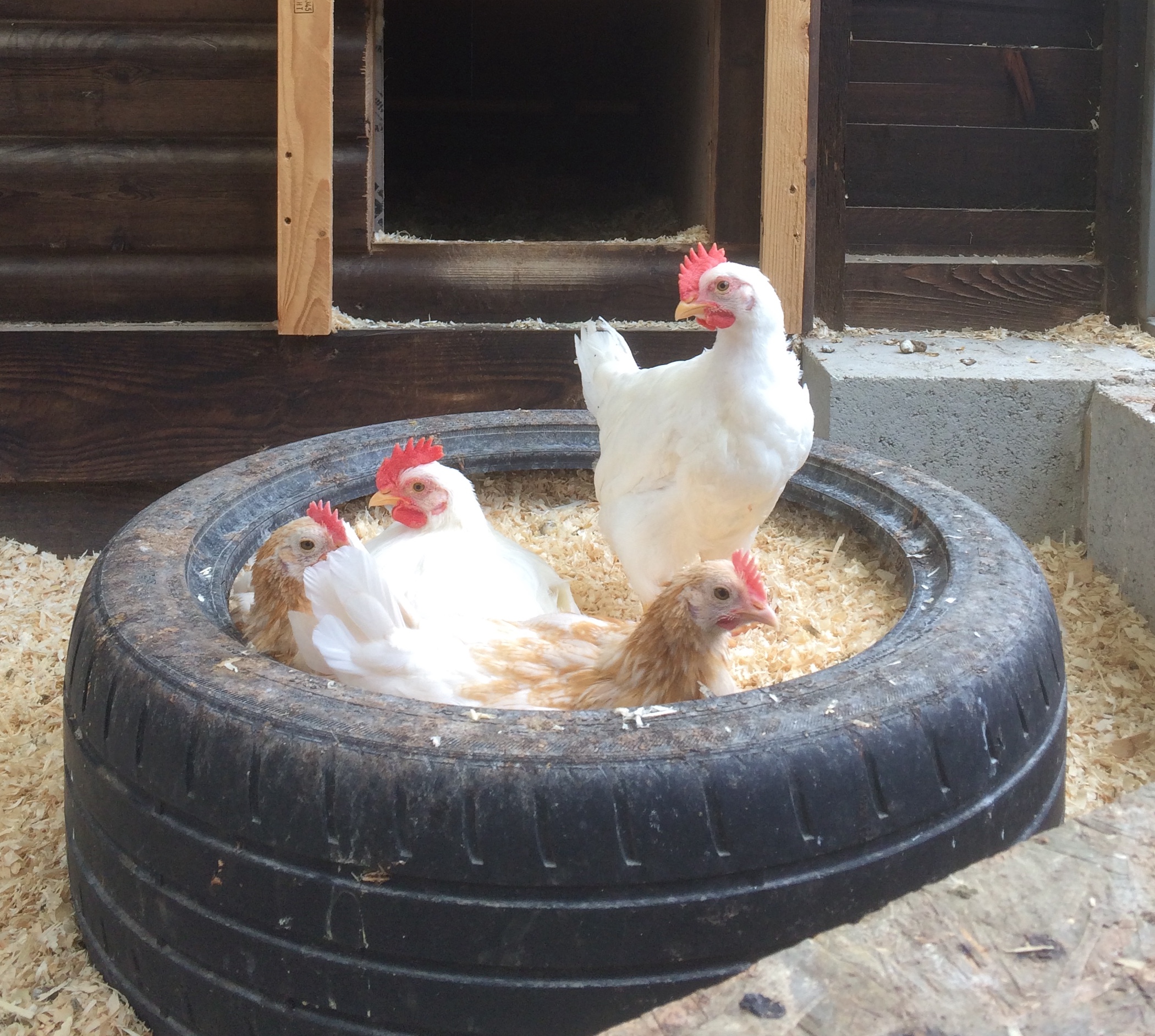 Apprenez à Communiquer Comme Les Poules A Propos Des Poules