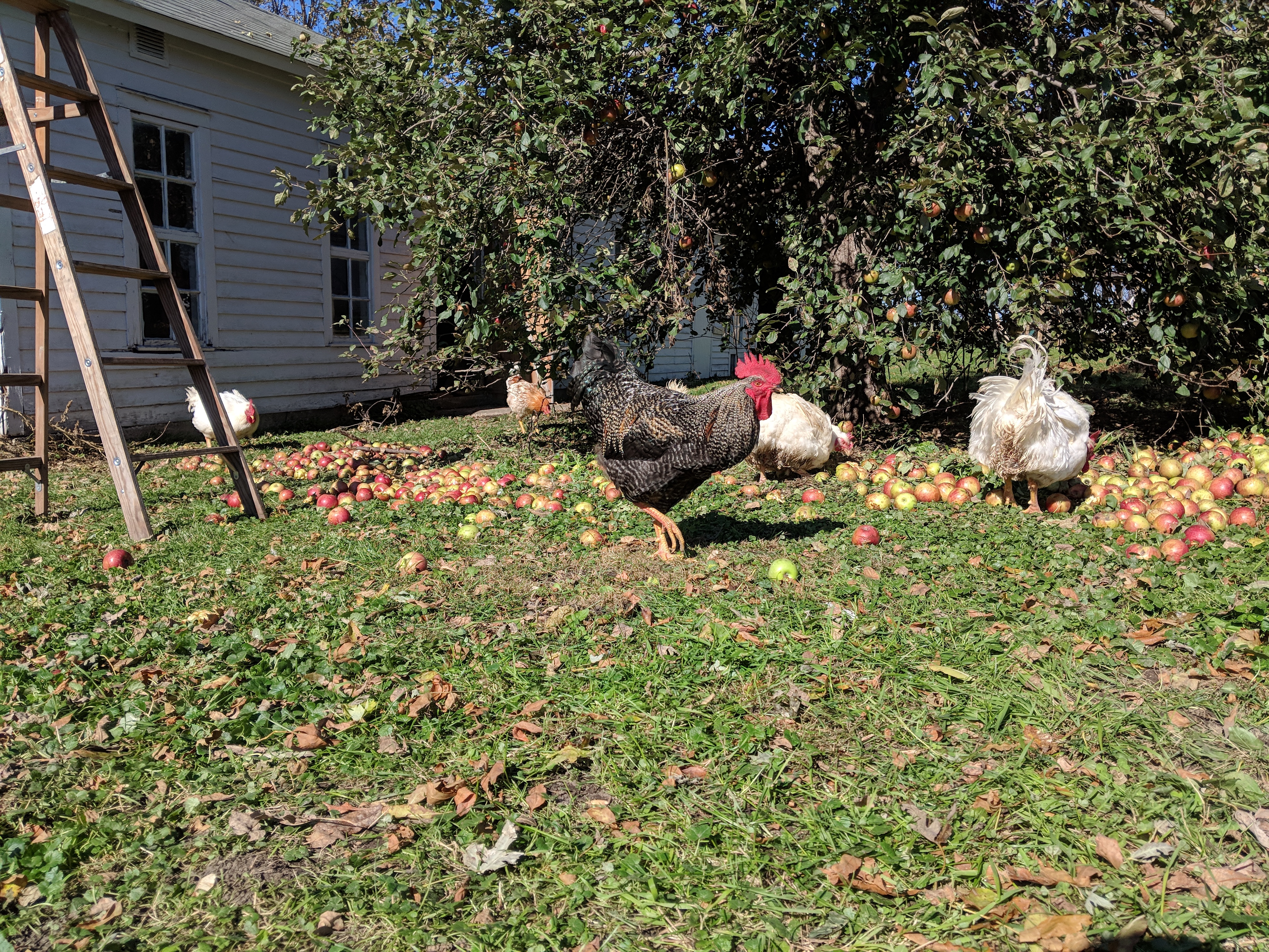 Comment On Dit Poule En Anglais Mrsmatheaus Poulaillers: Traduction De Poulailler En Anglais