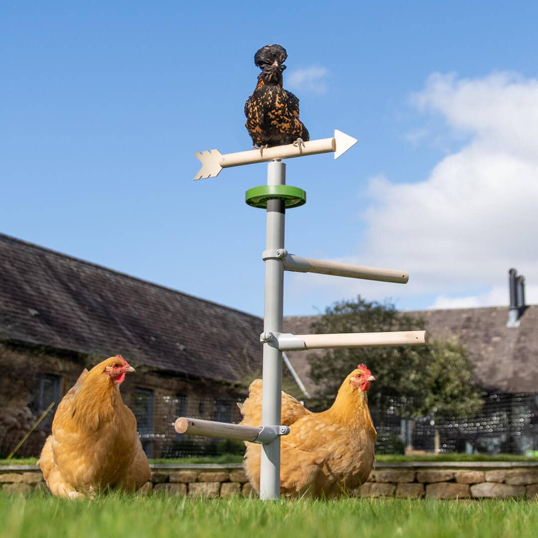 Poules perchées dans le jardin sur le site Omlet perchoir à poules universel autoportant