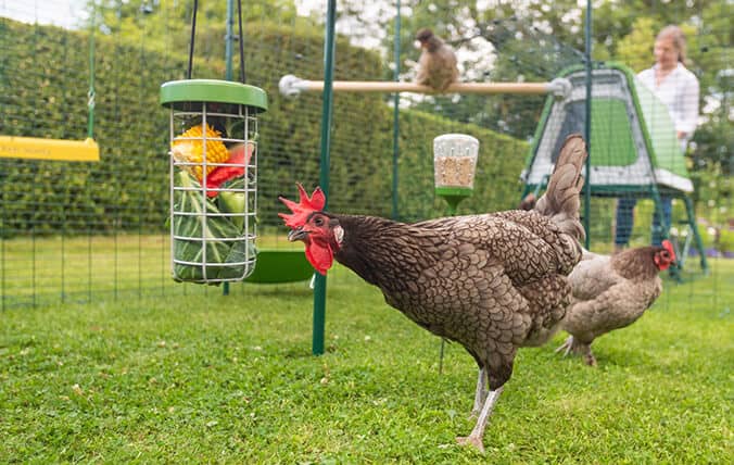 poules qui jouent avec le distributeur de nourriture Caddi et un jouet à picorer dans leur poulailler sécurisé