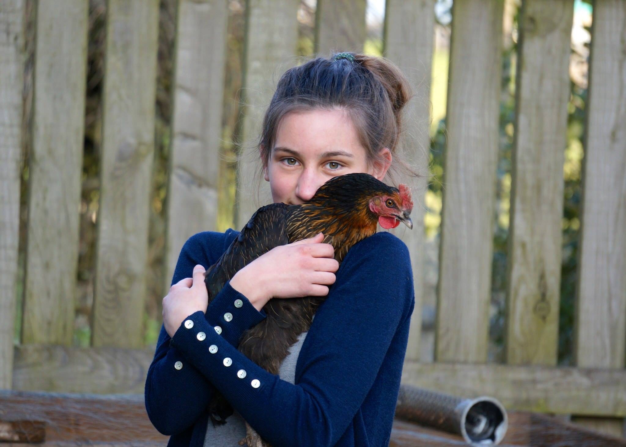 Amy Punchard has tamed her lovely hens by picking them up regularly and giving them treats