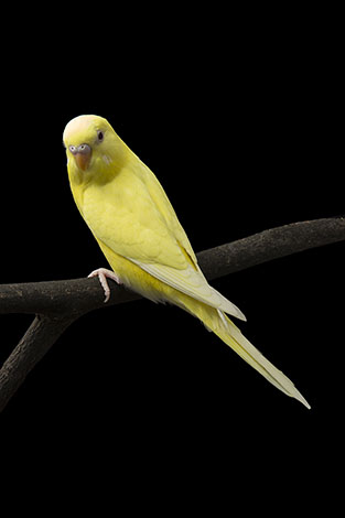 creamino budgie