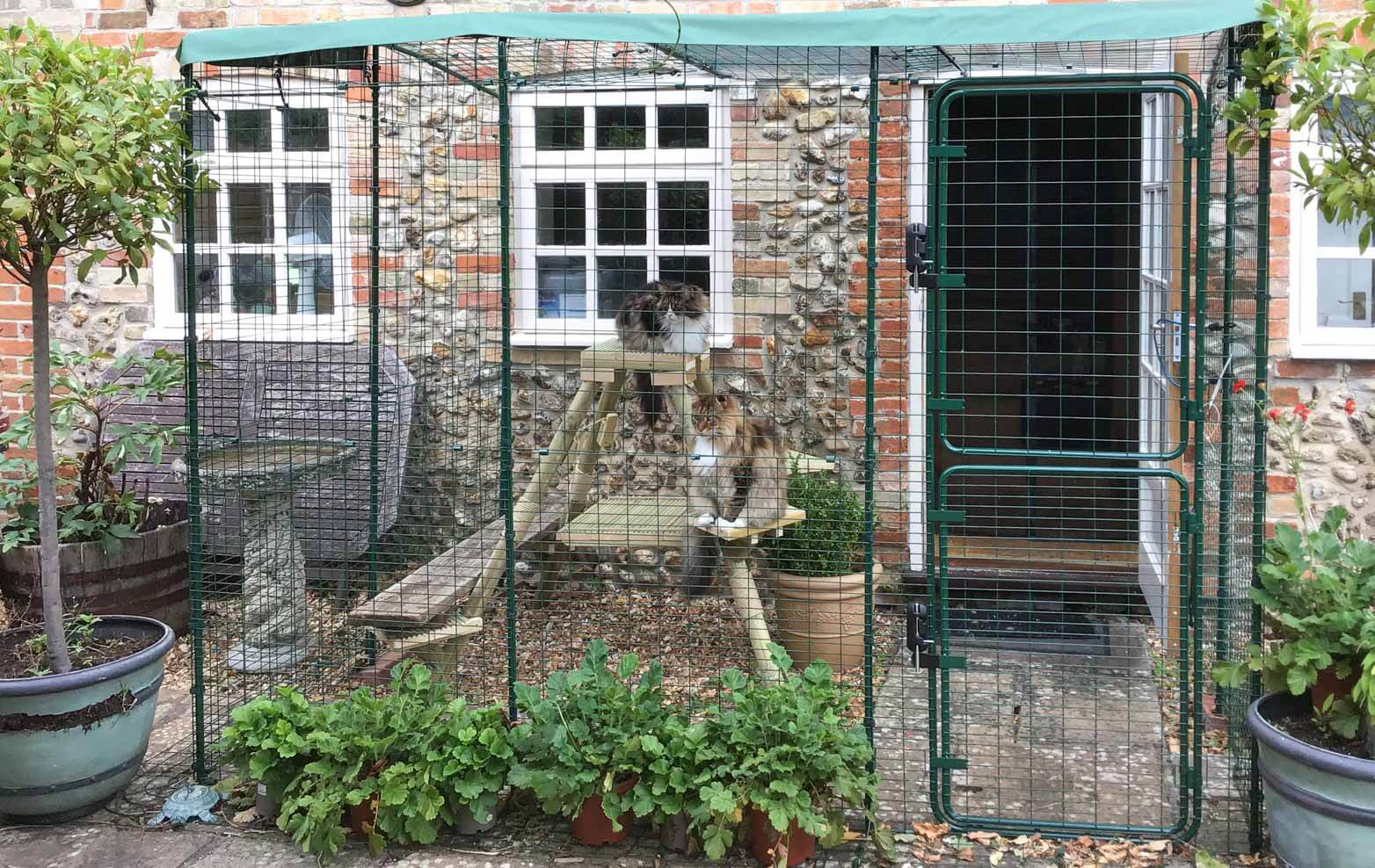 chats qui jouent dans un enclos d’extérieur pour chat / grand enclos enclos pour chat