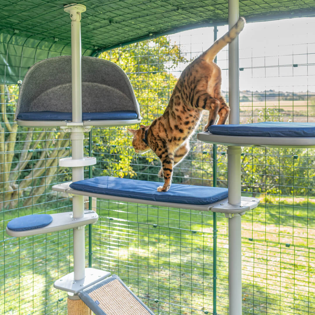 Chat jouant dans l'arbre à chat extérieur à l'intérieur d'un catio