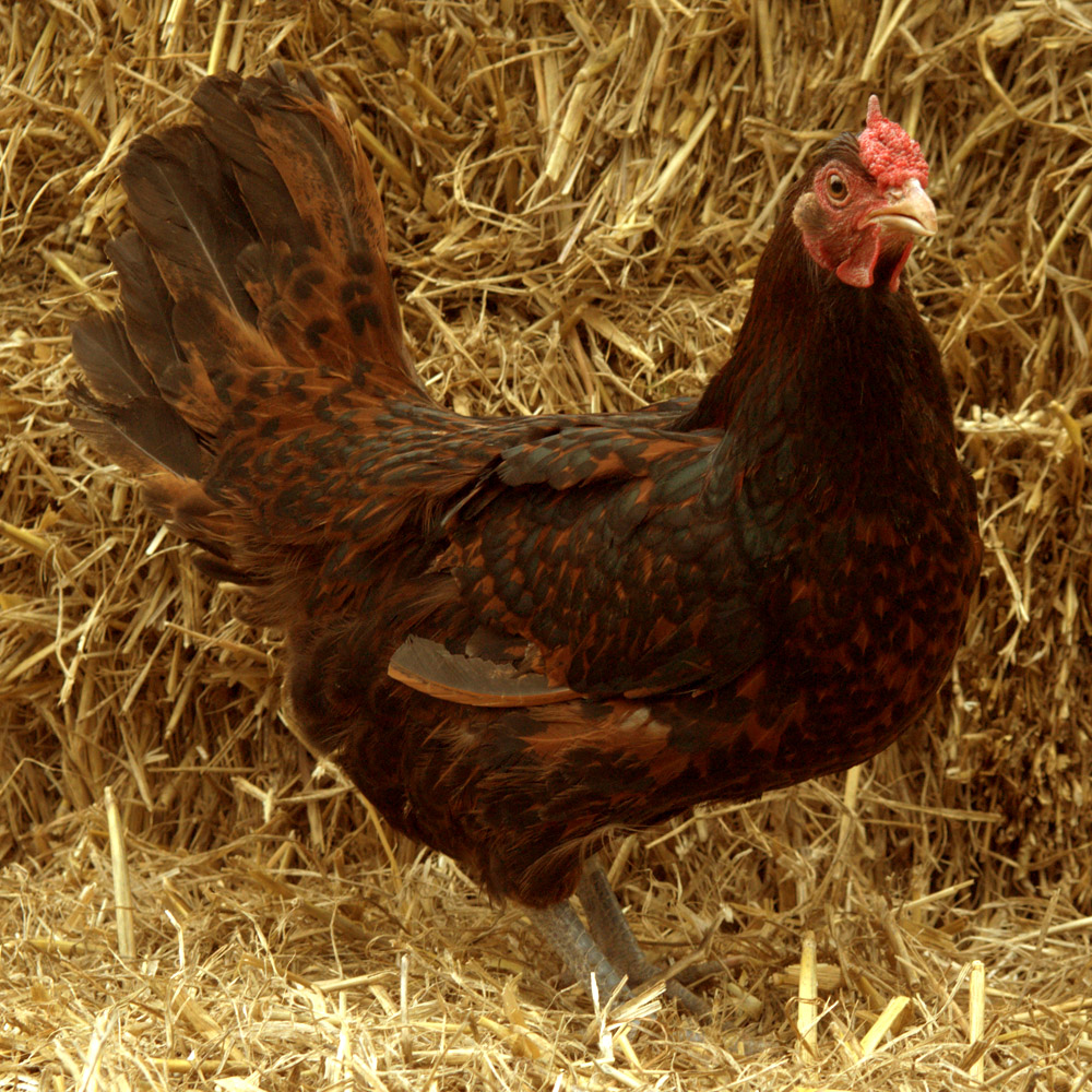 Red Cap For Sale Poules Informations sur les races Omlet