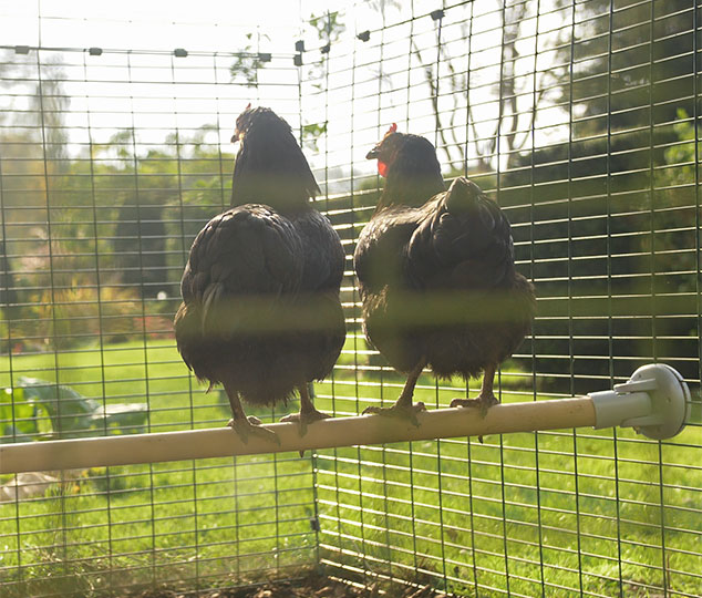 deux-poules-perchees-sur-un-perchoir-en-bois-dans-un-poulailler