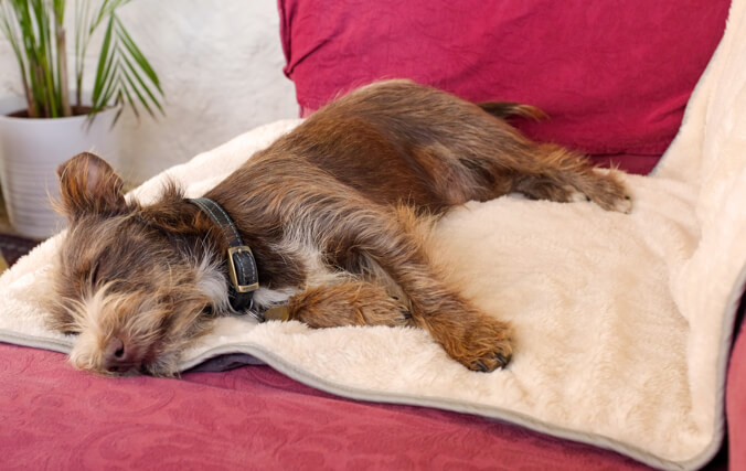 Un petit chien dort sur un canapé protégé par la couverture extra douce d’Omlet.