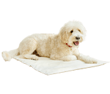 Tapis rafraîchissant pour chien