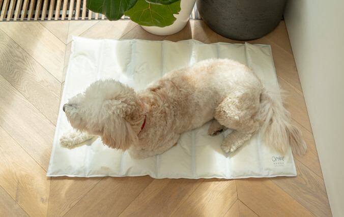 Les chiens de tous âge adorent se détendre sur ce tapis anti-griffures.